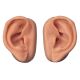 3B scientific- ear acupuncture models