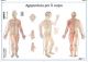 SEIRIN Body Acupuncture chart