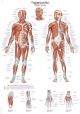 Poster Trigger Point