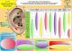 Scheda Auricoloterapia per tutti - Auricoloterapia nelle dipendenze