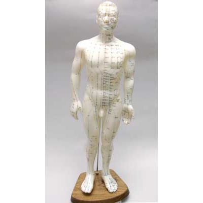 Male model