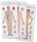 acupuncture charts