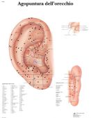 mappa agopuntura orecchio 