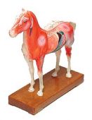 horse model