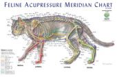 cat meridian poster